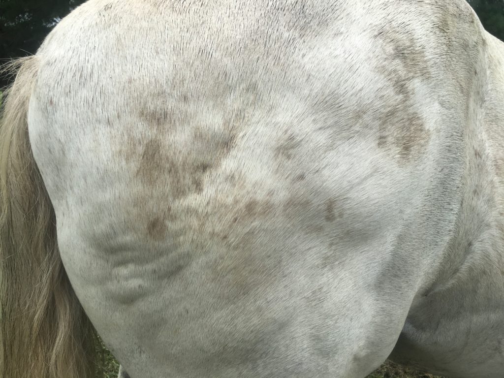 EQUINE METABOLIC SYNDROME TREATMENT MEDICATION visual data 3